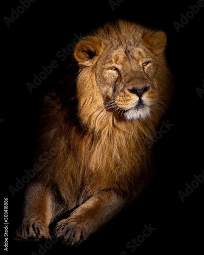 Fototapeta Naklejka Na Ścianę i Meble -  lion portrait on a black background. stands up. powerful lion male with a chic mane consecrated by the sun.
