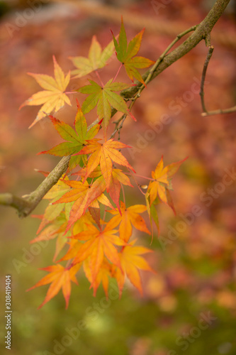 Branches of yellow leaves of maple trees in autumn season in a Japanese garden  selective focus on blurry  background