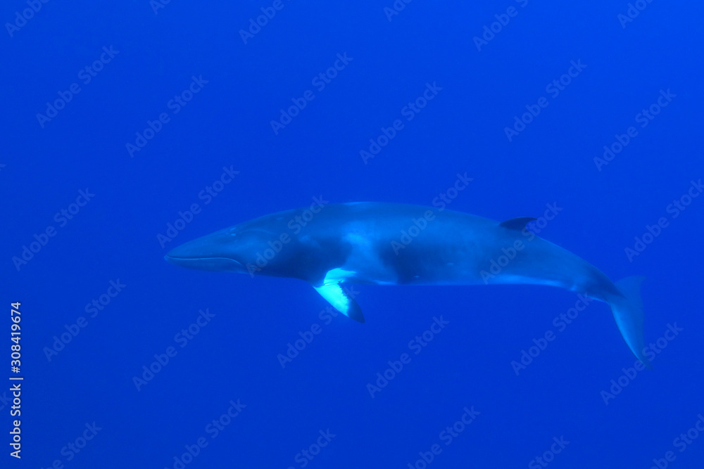 Dwarf minke whale Dwarf minke whale