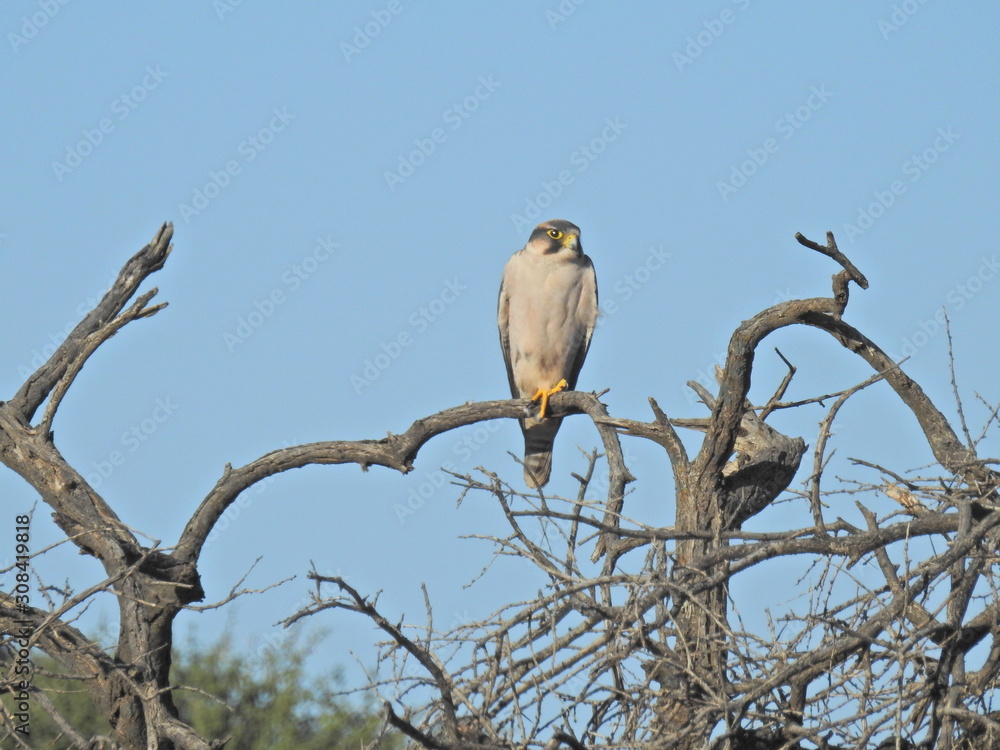 Kestrel spotted in Mokala NP