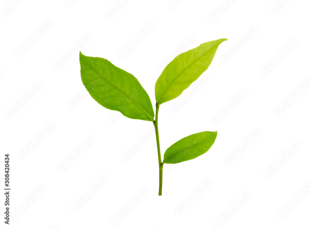 Green tea leaf isolated on white background Green tea leaf isolated on white background