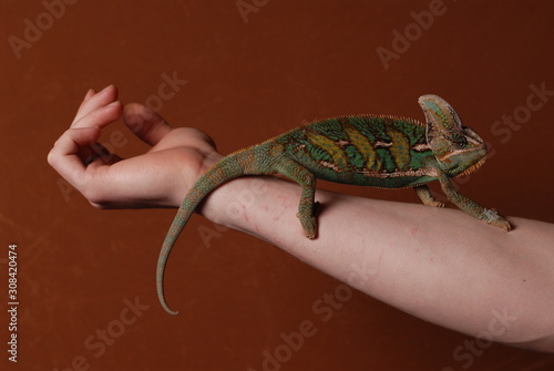 Mann & Chameleon (Jemenchameleon)