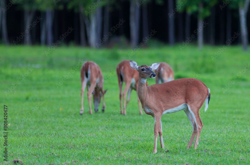 Doe standing guard