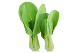 Bok choy vegetable isolated on the white background.