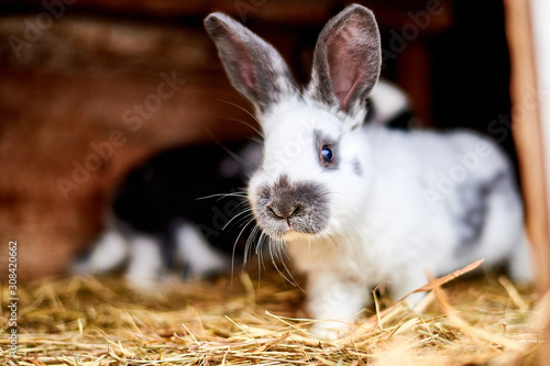 Φωτογραφία Rabbit in a cage with hay