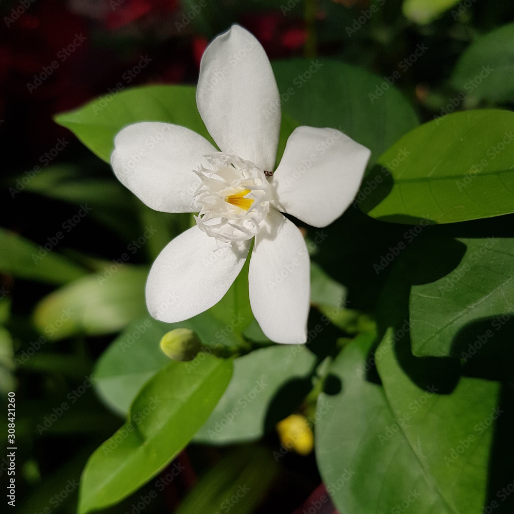 Obraz premium Gardenia