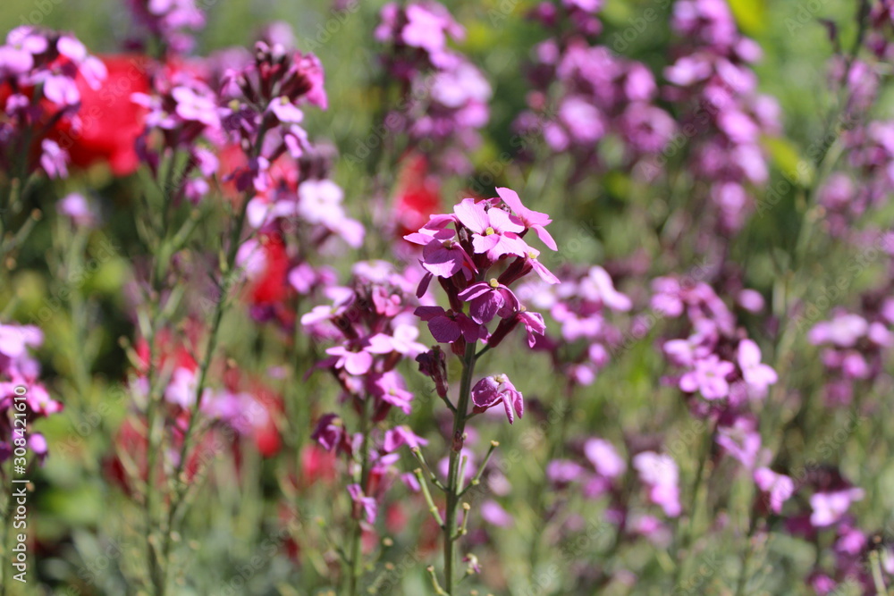 purple flowers in the field