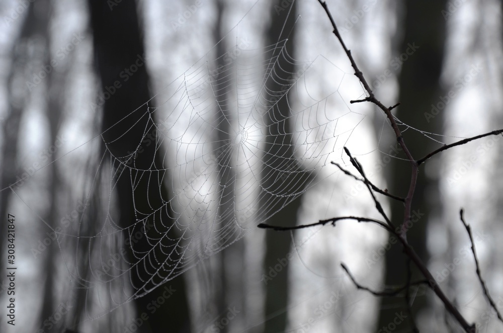 spider web with dew drops on a branch in a foggy morning forest on a blurred background. gray background with copy space