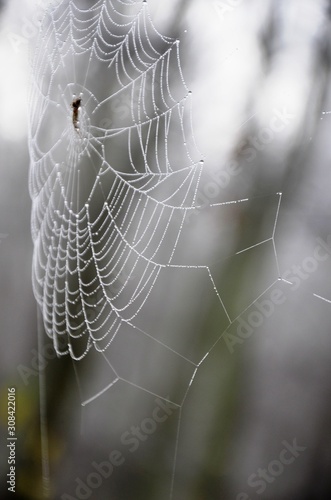 spider, spider web with dew drops on a branch in a foggy morning forest on a blurred background. gray background with copy space