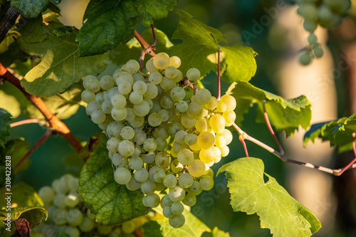 Wallpaper Mural Prosecco white grapes on a vineyard befor harvesting in Valdobbiadene hills. Veneto. Italy Torontodigital.ca