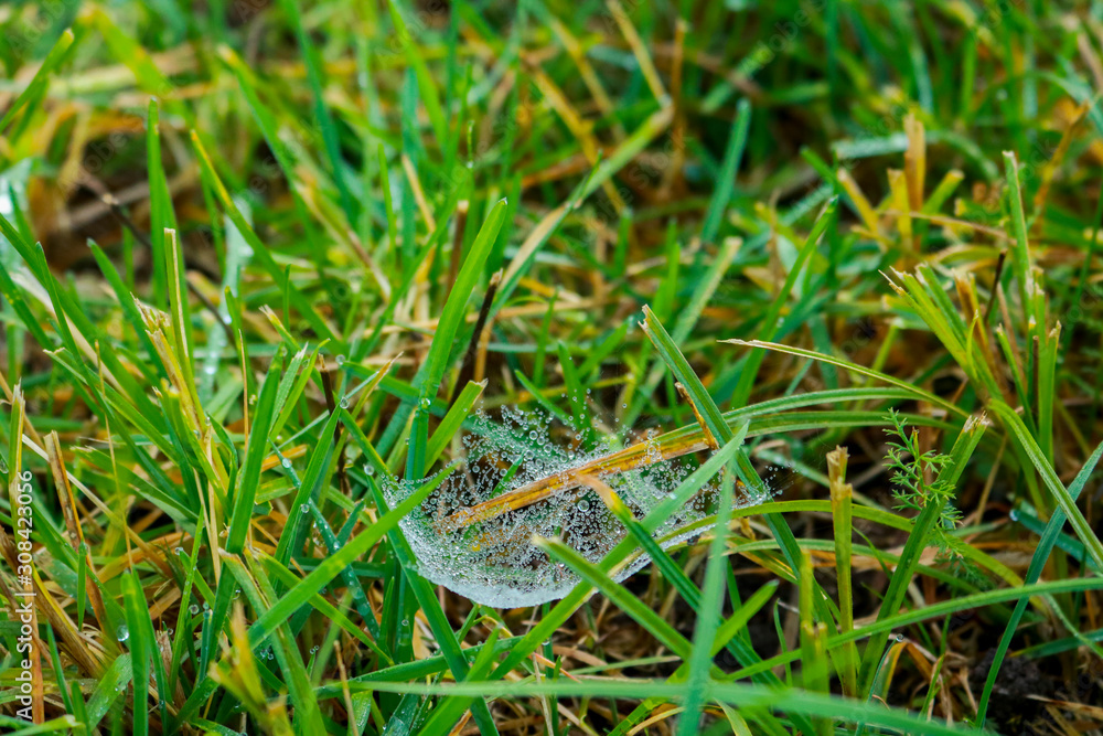Primo piano delle goccioline di rugiada su dei fili d’erba in un prato verde, stagioni e natura Primo piano delle goccioline di rugiada su dei fili d’erba in un prato verde, stagioni e natura