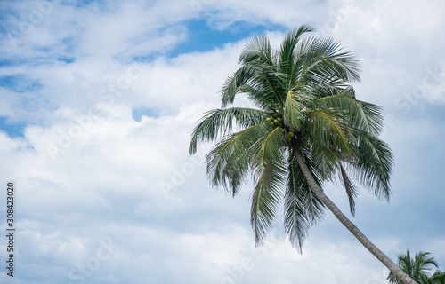 Wallpaper Mural Tropical coconut palm tree with blue sky and cloud background on the beach with copy space for your text Torontodigital.ca