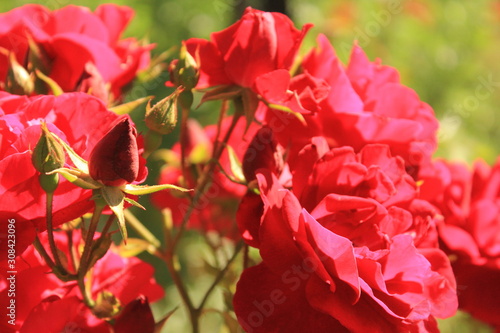 red roses close up with burred background