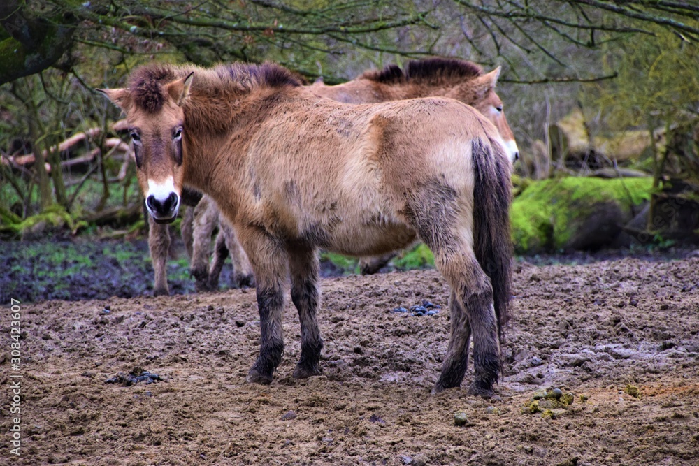 Przewalski's horse in mud 