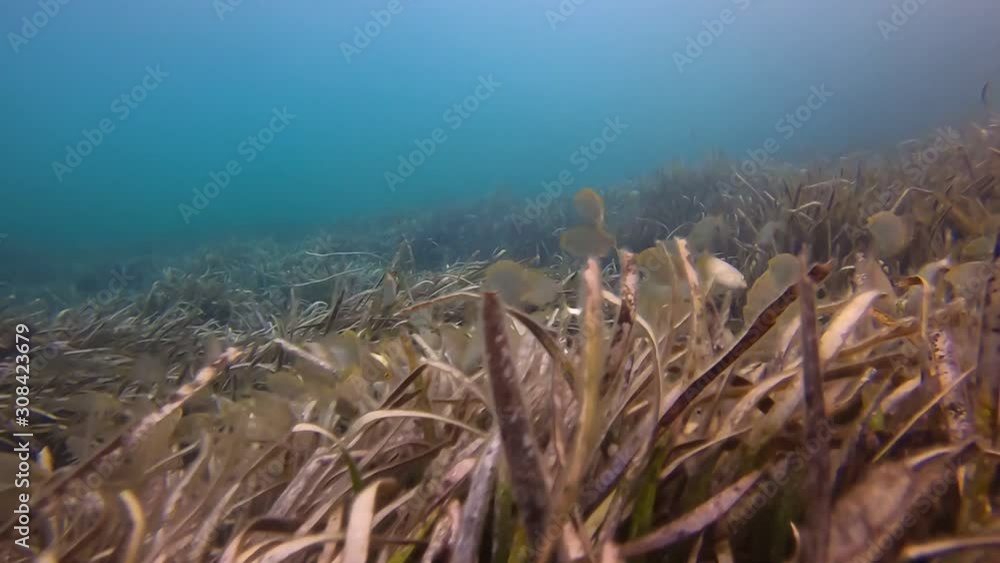 Posidonia algas vista submarina en el mar de Mallorca Snorkeling entre peces en aguas cristalinas de una playa de Mallorca Posidonia algas vista submarina en el mar de Mallorca Snorkeling entre peces en aguas cristalinas de una playa de Mallorca