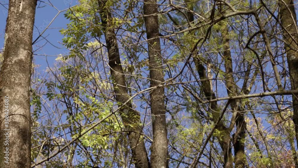 Leafless trees of park and bushes with yellow leaves waving by light wind on a clear blue sky background, tilt shot from ground to sky Leafless trees of park and bushes with yellow leaves waving by light wind on a clear blue sky background, tilt shot from ground to sky