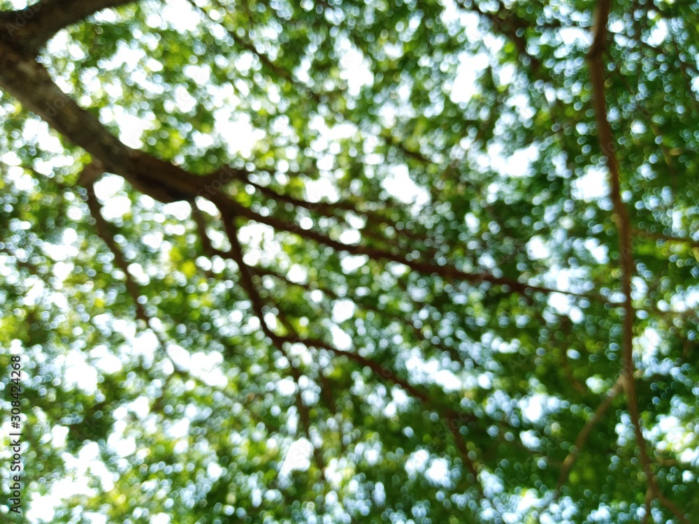 Abstract tree background Sunlight shining as bokeh, blurred pictures Abstract tree background Sunlight shining as bokeh, blurred pictures