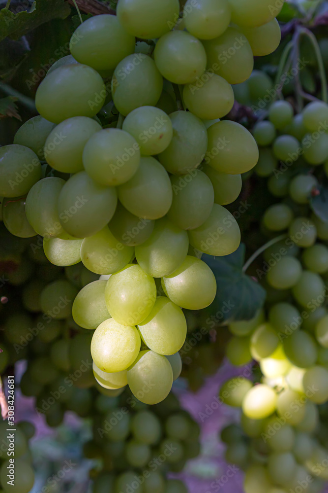 Ripening brushes of white grapes close up in the sunlight closeup Ripening brushes of white grapes close up in the sunlight closeup