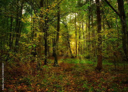 Der goldene herbst in ganzer Schönheit im Wald © Lichtblick