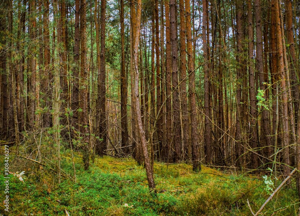 Naklejka premium Der goldene herbst in ganzer Schönheit im Wald