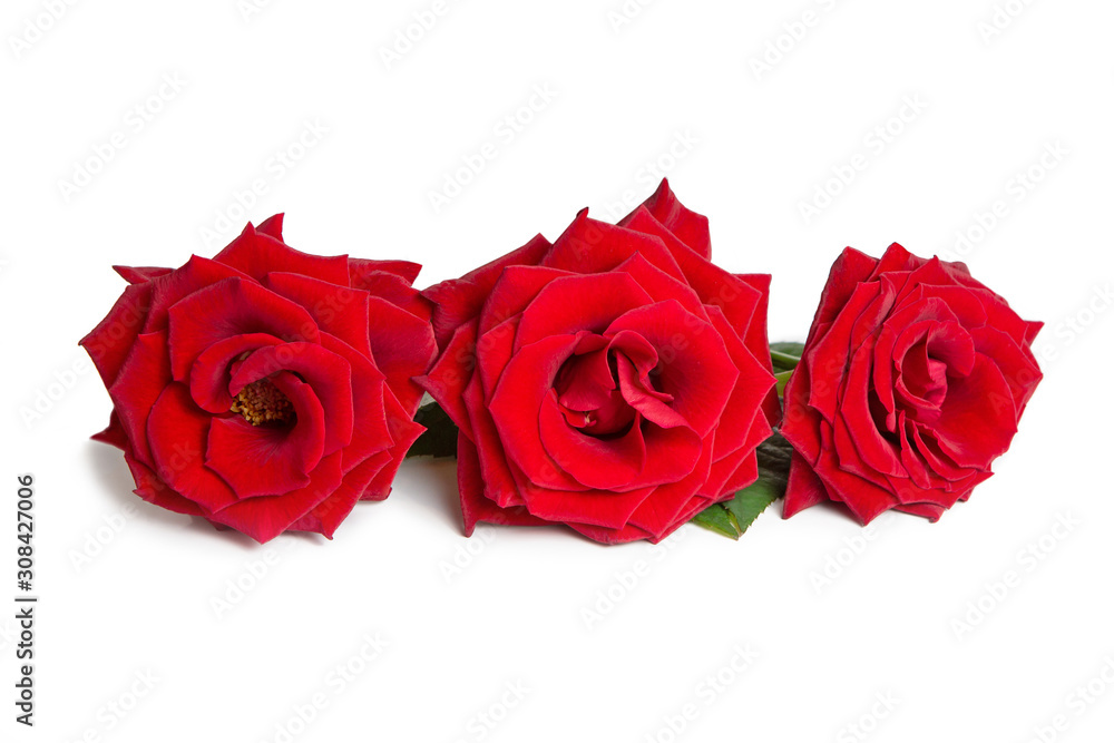 Fresh red roses on a white isolated background. Beautiful flowers. Fresh red roses on a white isolated background. Beautiful flowers.