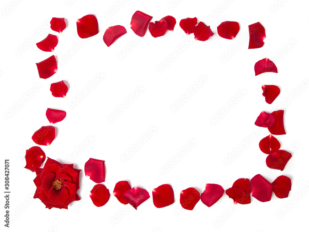 Frame of red roses and rose petals on a white isolated background. Copy space. Frame of red roses and rose petals on a white isolated background. Copy space.