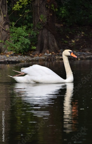 Beautiful white swan in park lake