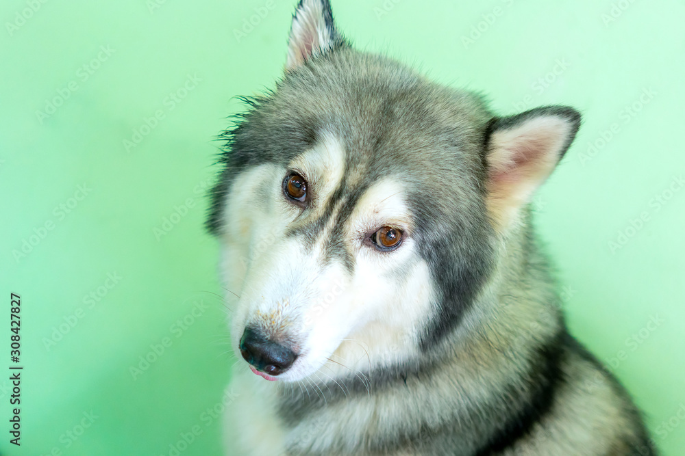 Siberian Husky with hypnotizing eyes in domesticated pet. They have elegant appearance, love of freedom and desire for independence, have the instinct to hunt and protect people