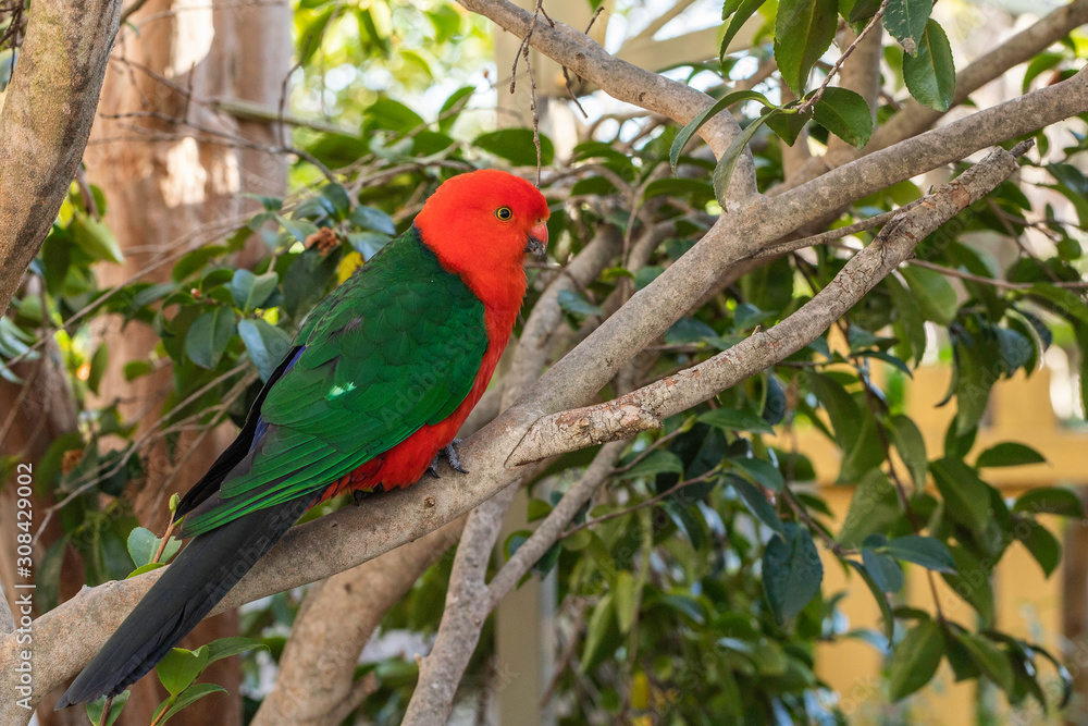 Australian King-parrot male in the garden Australian King-parrot male in the garden
