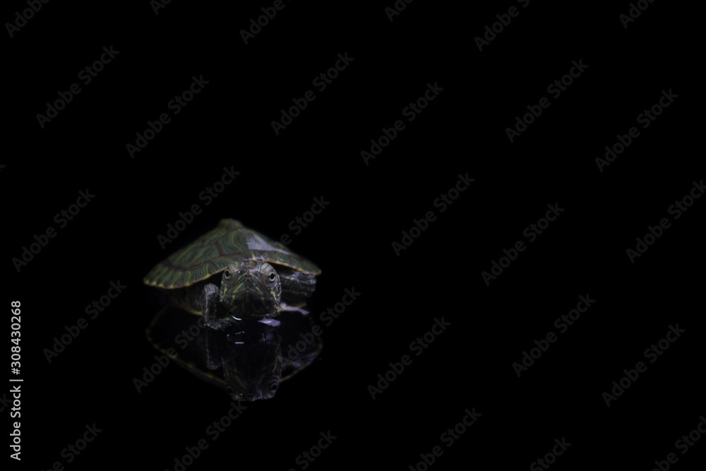 baby tortoise isolated on black background