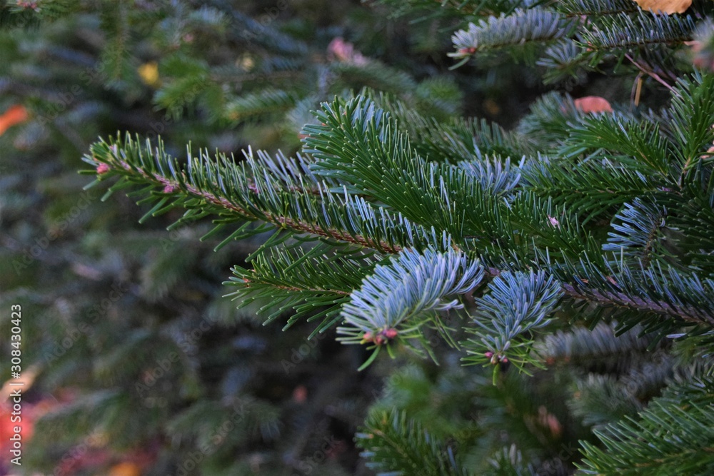 Pine tree brach and needles detail Pine tree brach and needles detail