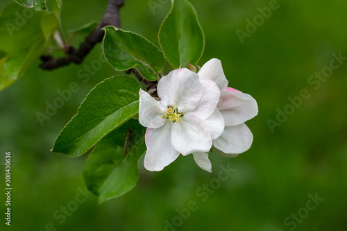 Fresh white and pink apple tree flowers blossom on green leaves background in the garden in spring