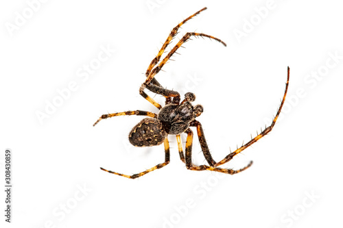 Spinne 1 photo