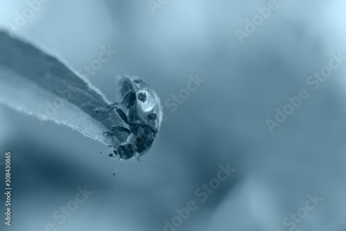 ladybug on leaf close up on green background