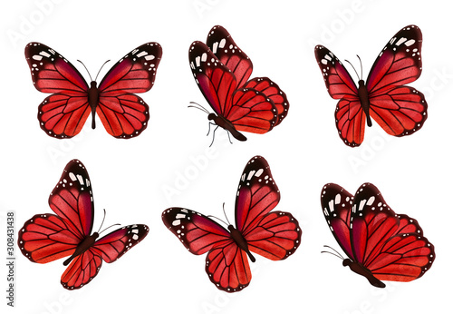 Butterflies. Realistic colored insects beautiful moth vector collection of butterflies. Illustration set of flying butterfly red black