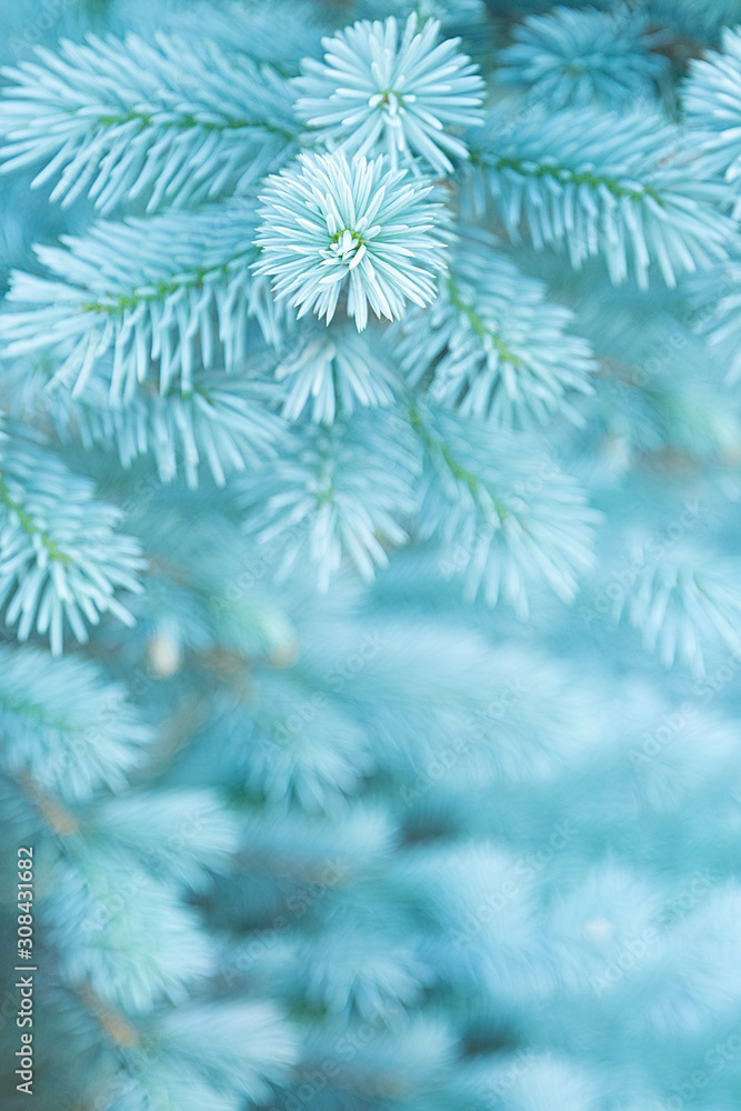 View of the young branches of blue spruce in the colors of the 2020 trend