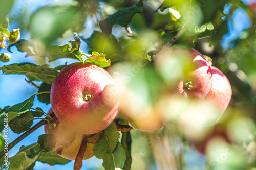 Fresh raw red apple on the branch in the garden on sunny day. Close up, shallow depth of the field. photo