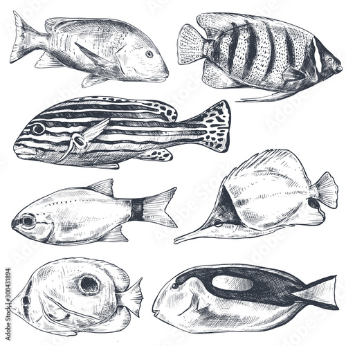 Vector collection of hand drawn exotic fishes in sketch style isolated on white.