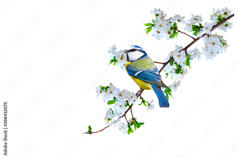 Fototapeta premium Spring nature and cute bird. White background. Isolated bird and branch.