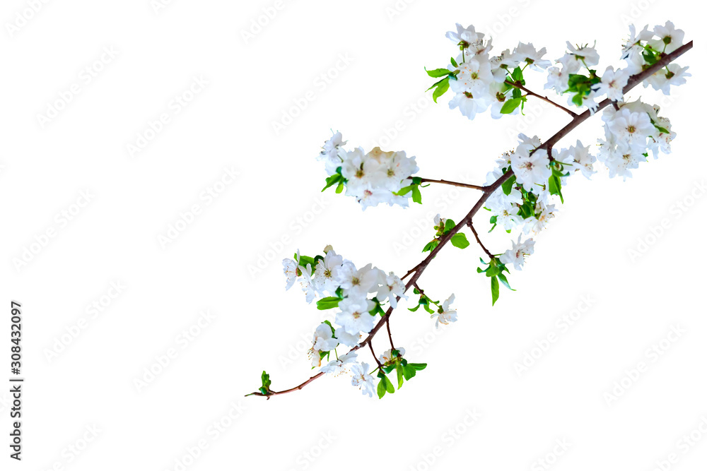 Spring nature. White background. Isolated bird and branch. Spring nature. White background. Isolated bird and branch.