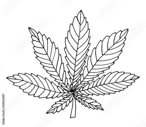 Floral vector illustration. Hand drawing hemp leaf on white background. Botanical line art. 