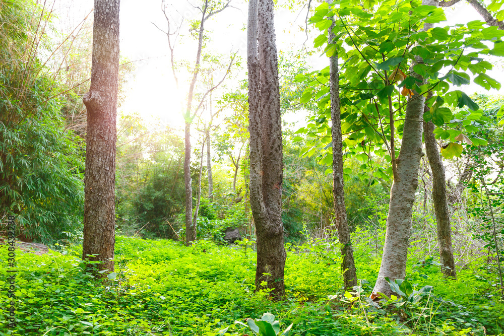 Sunlight in the green forest with giant tree at sunset time. Sunlight in the green forest with giant tree at sunset time.