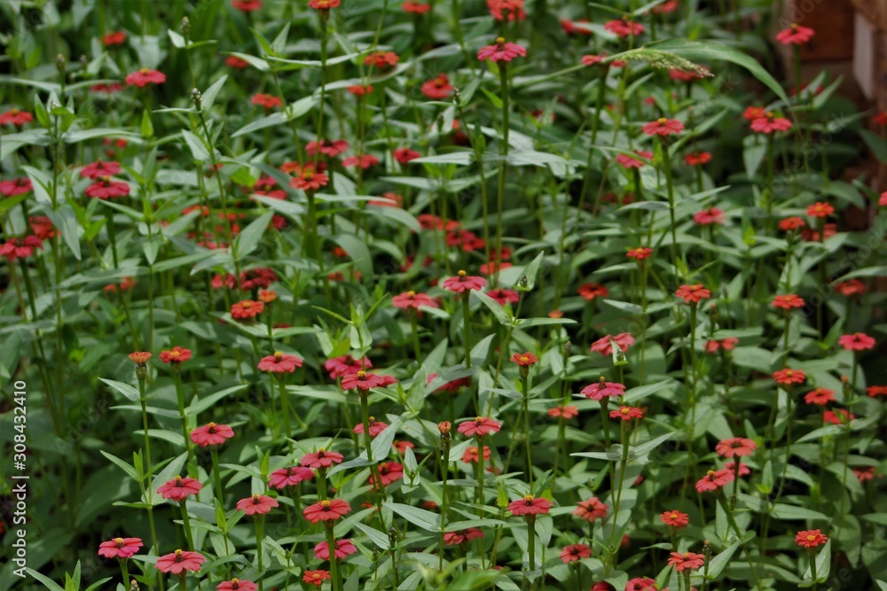 backdrop of pretty red flowers in field