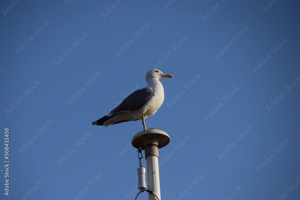 Seagull standing on flag post with blue sky background Seagull standing on flag post with blue sky background