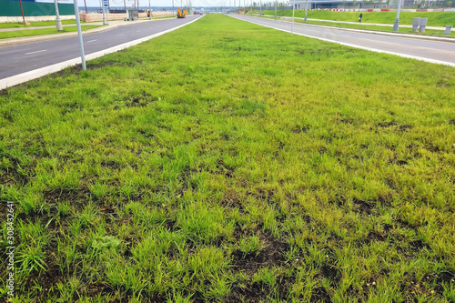 Newly planted lawn along the road in the city under construction
