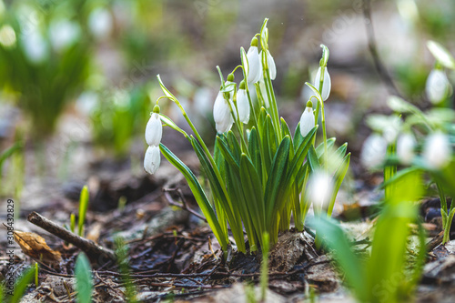 White blooming snowdrop folded or Galanthus plicatus. Spring sunny day in the forest..