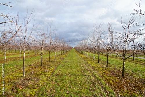 plum trees in autumn. fruits rows of plums, grow on the field on a cloudy day. rain covered plantation in the autumn.