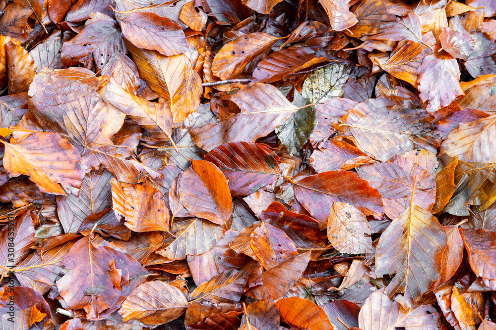 Fallen leaves in a forest Fallen leaves in a forest