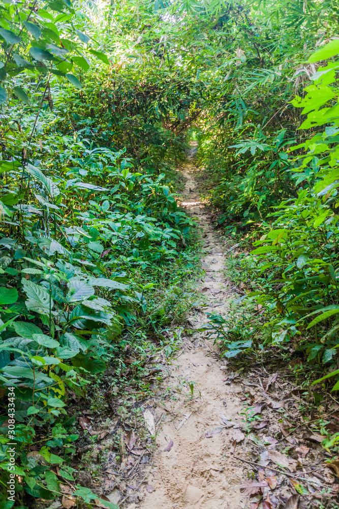 Narrow path in Lowacherra National Park near Srimangal, Bangladesh Narrow path in Lowacherra National Park near Srimangal, Bangladesh
