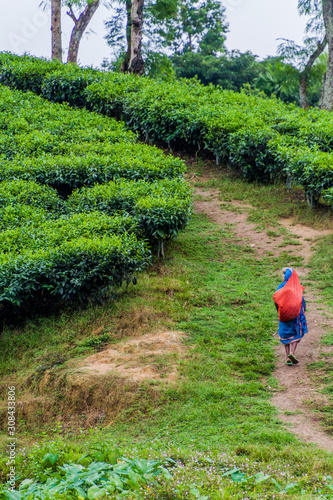 SRIMANGAL, BANGLADESH - NOVEMBER 5, 2016: Worker of a tea plantation near Srimangal, Bangladesh photo